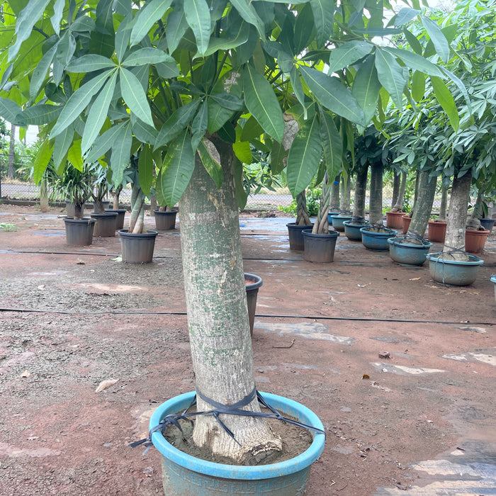 pachria bonsai