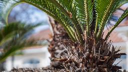 palm tree in india