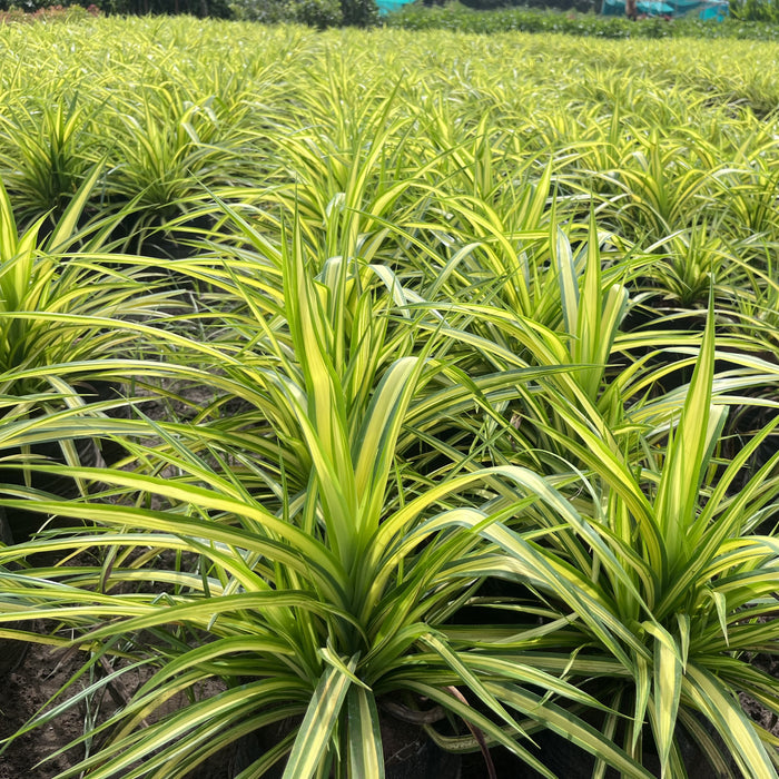 Buy Beautiful Variegated Pandanus Sanderi and Veitchii Screw Pine Plants Online