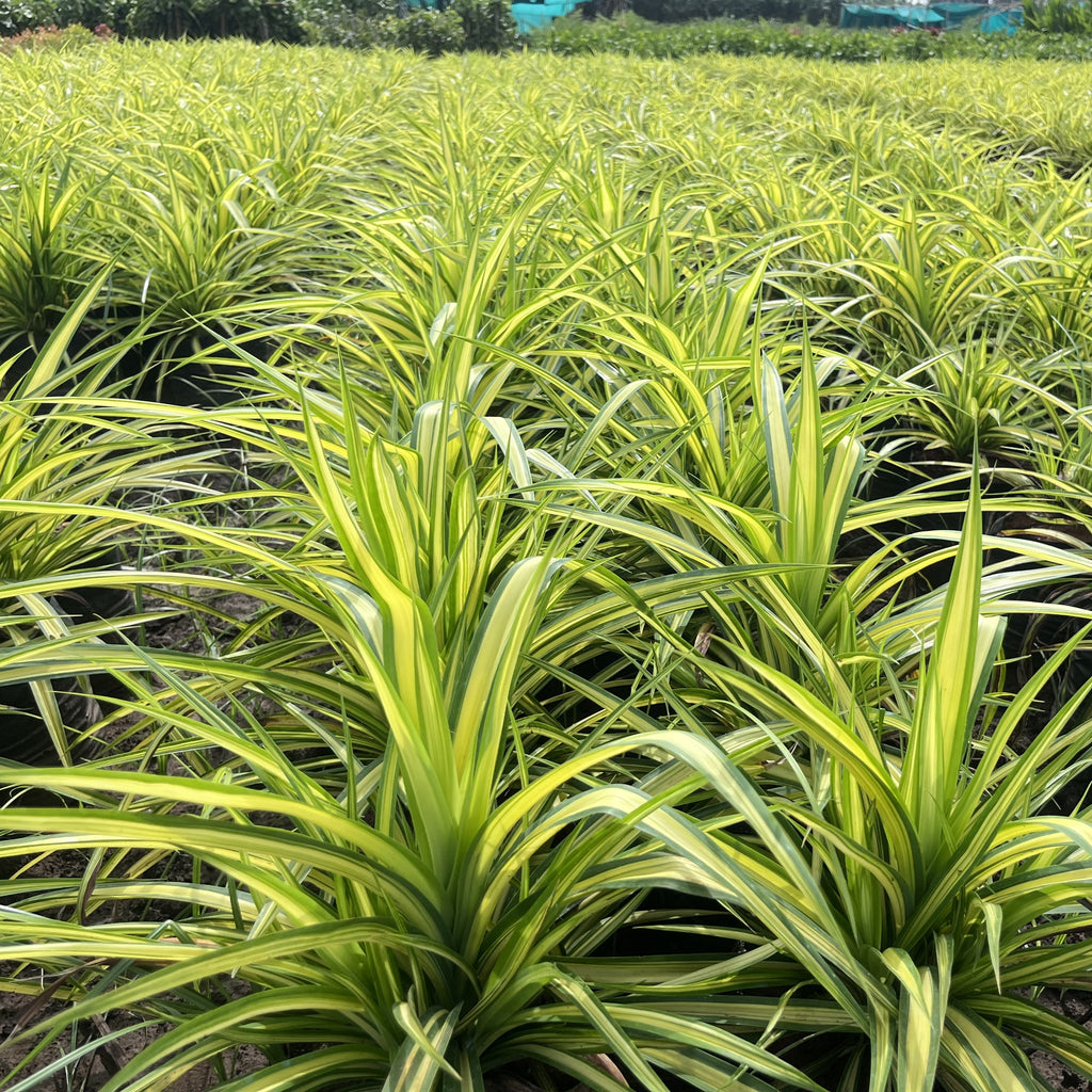 Kadiyam's Best Nursery, Growing Healthy Pandanaceae or Kewda Family