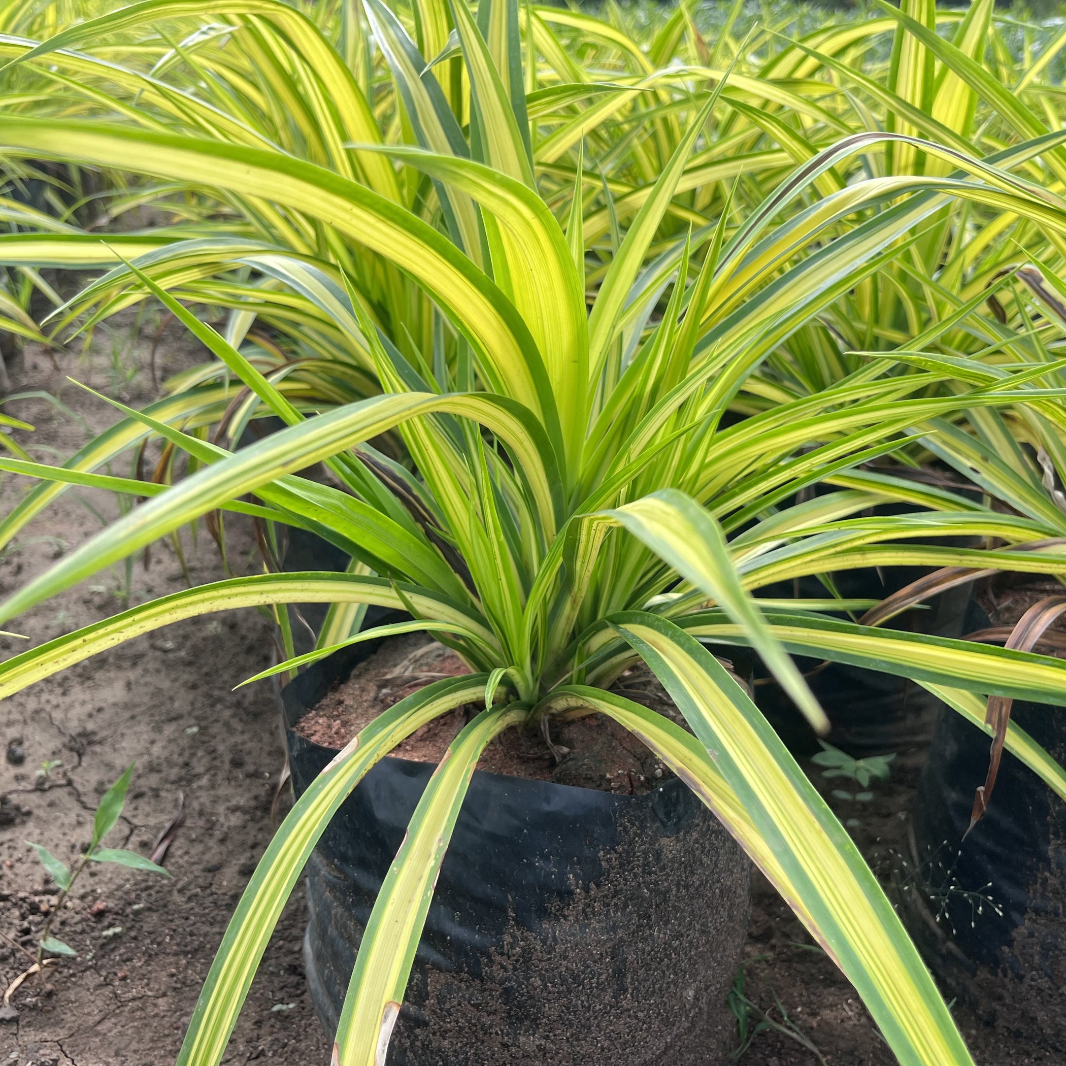 Buy Beautiful Variegated Pandanus Sanderi and Veitchii Screw Pine Plan