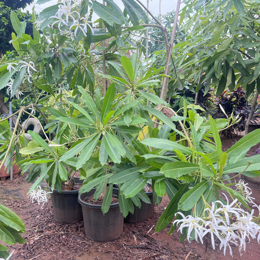 plumeria stenopetala for sale