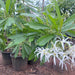 plumeria stenopetala plant