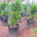 podocarpus plants