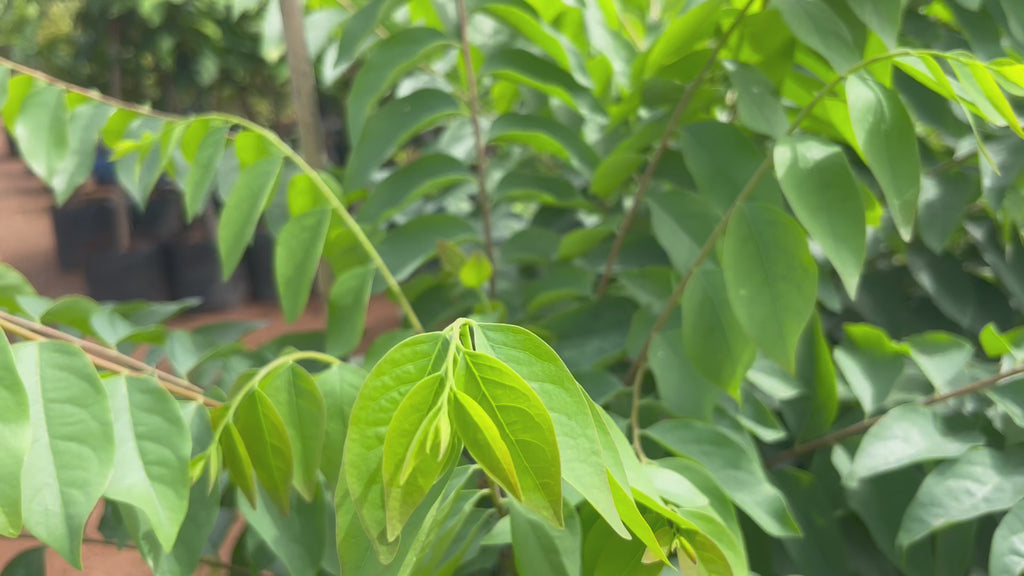 amla plant video