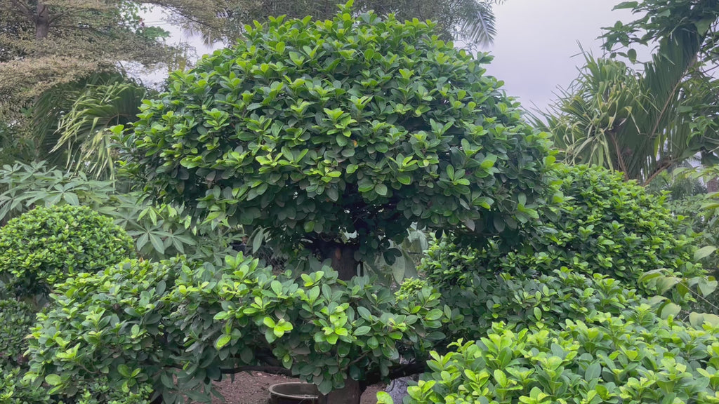 Ficus Microcarpa topiary