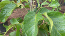 Sandoricum koetjape plant video