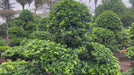 Ficus Microcarpa Bonsai video
