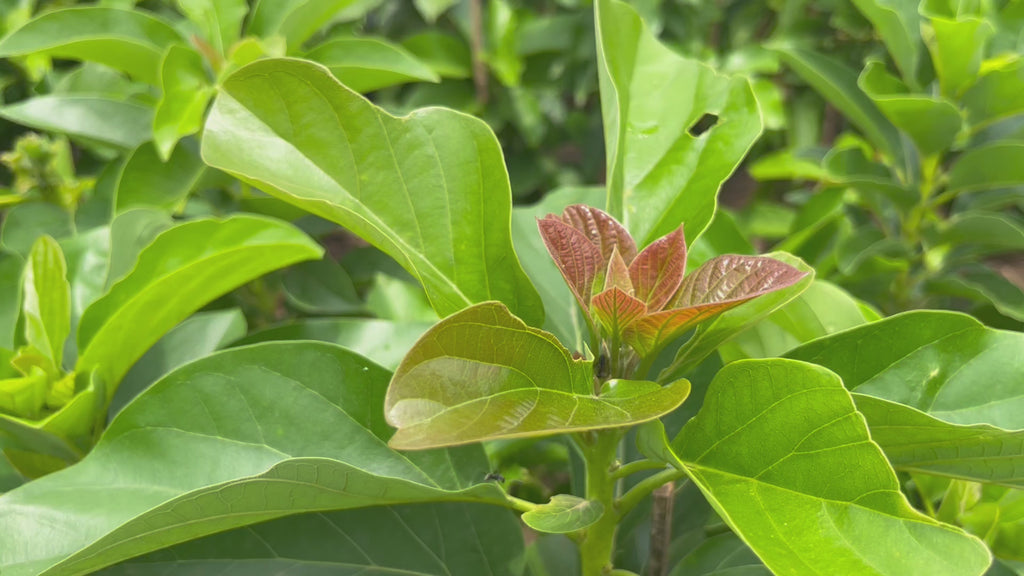 avocado plant video
