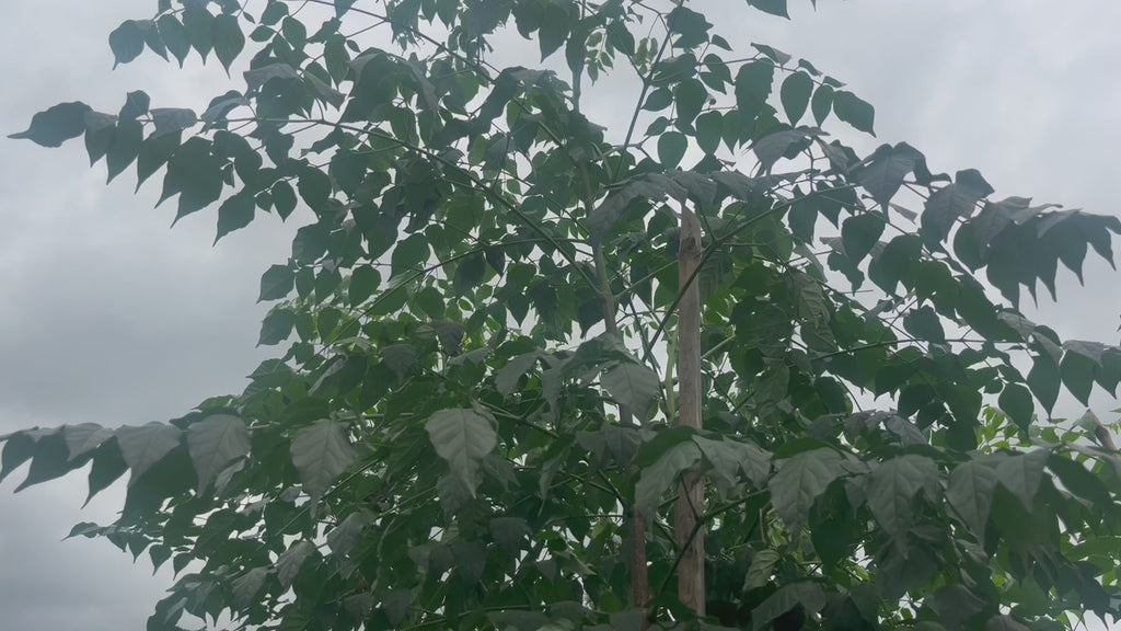 millingtonia hortensis.video