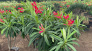 wax begonia plant video
