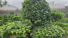 bnyan tree ficus microcarpa bonsai video