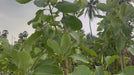 Myrobalan plant video
