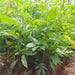 saraca asoca plant