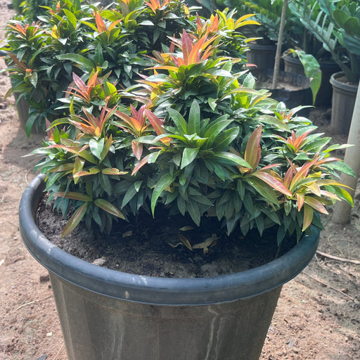 syzygium campanulatum mimi dwarf