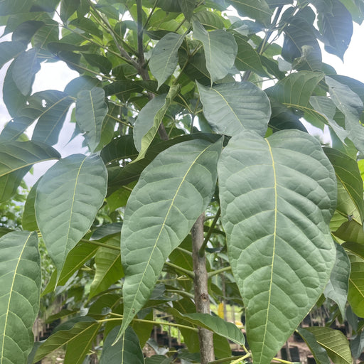      tabebuia rosea tree