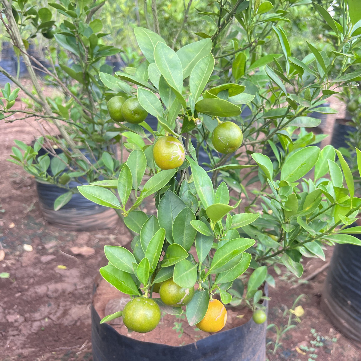 Table lime store plant