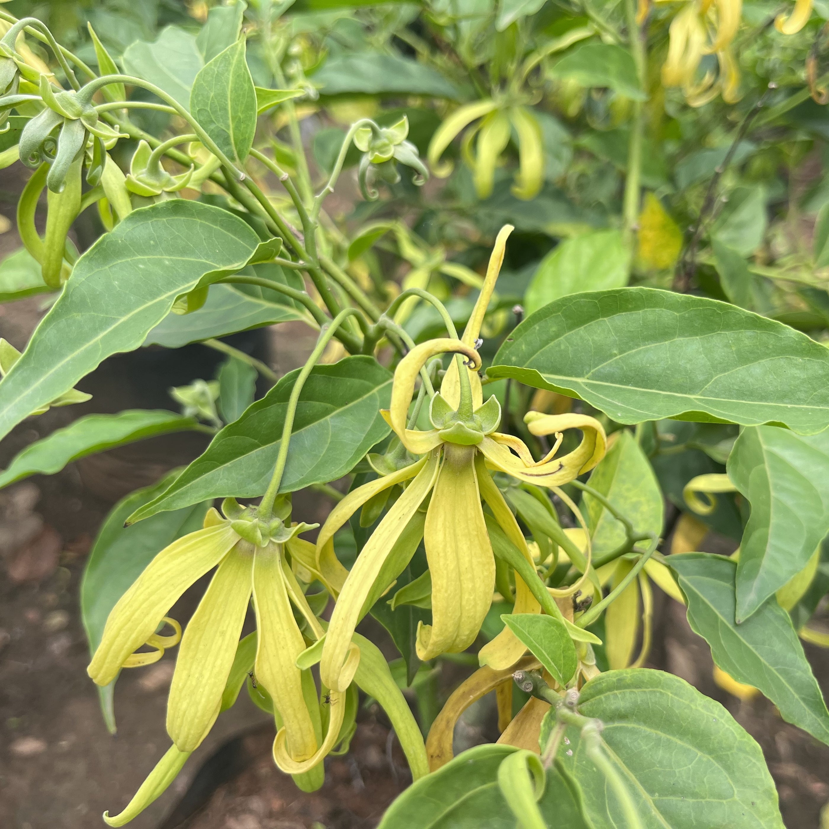 Cananga Odorata (YlangYlang) Tree for Sale — Kadiyam Nursery