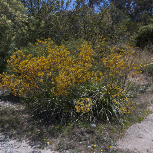 Anigozanthos yellow