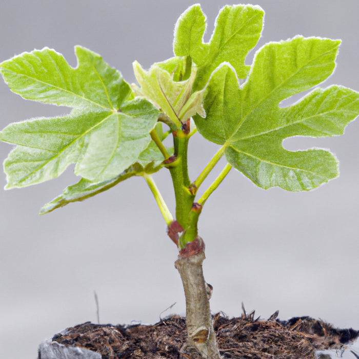 Buy Poona Fig Plant (Ficus carica) - Fresh and Healthy Fig Trees for Sale