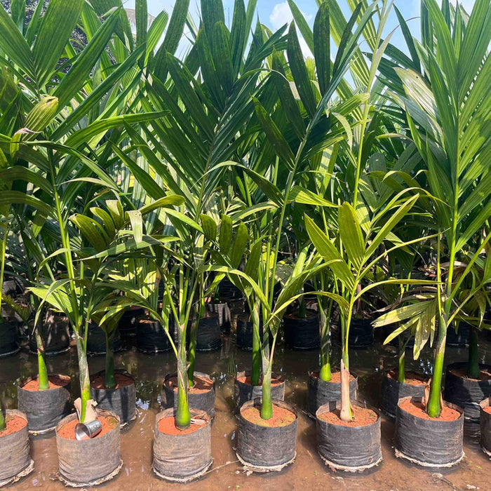 High Quality Betel Nut Palm for Sale at the Plant Nursery — Kadiyam Nursery