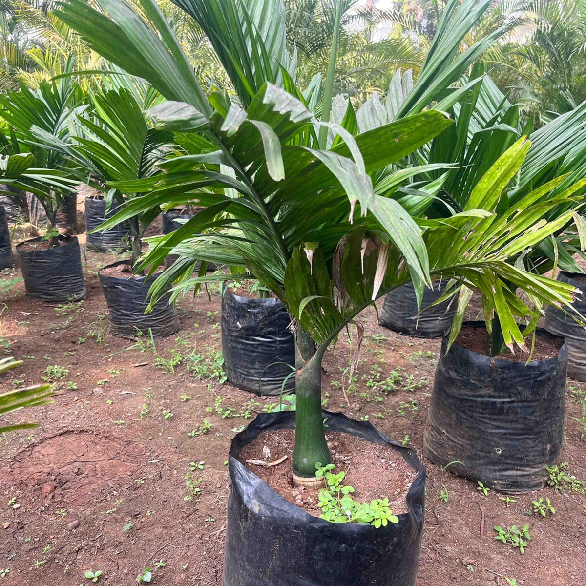 Dwarf Areca Catechu | The Perfect Small Space Palm for Your Home ...