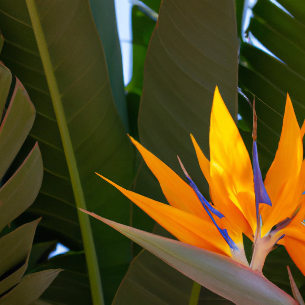 Kadiyam Nursery - Bird of Paradise Plant for Sale