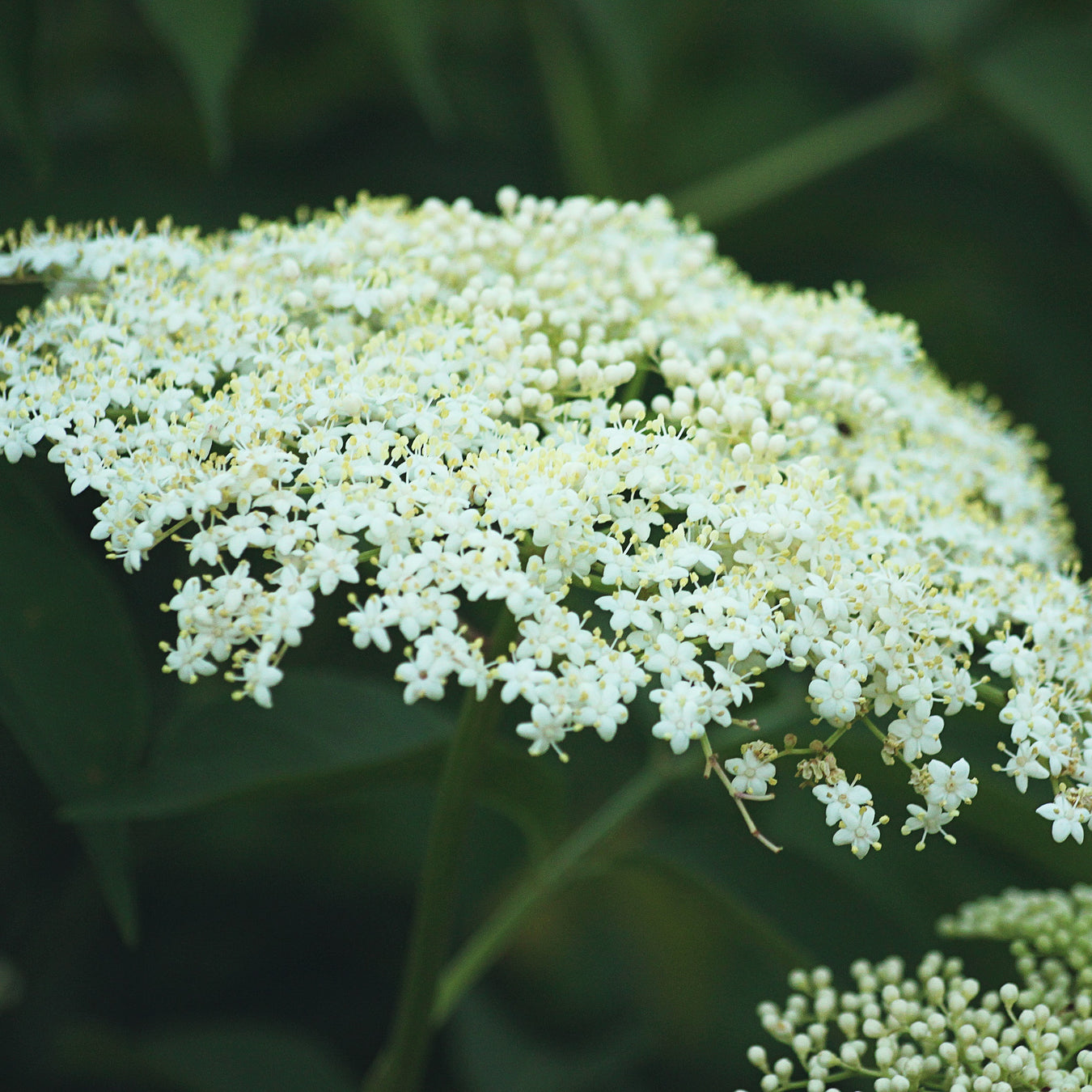 Crucferae or Cauliflower family