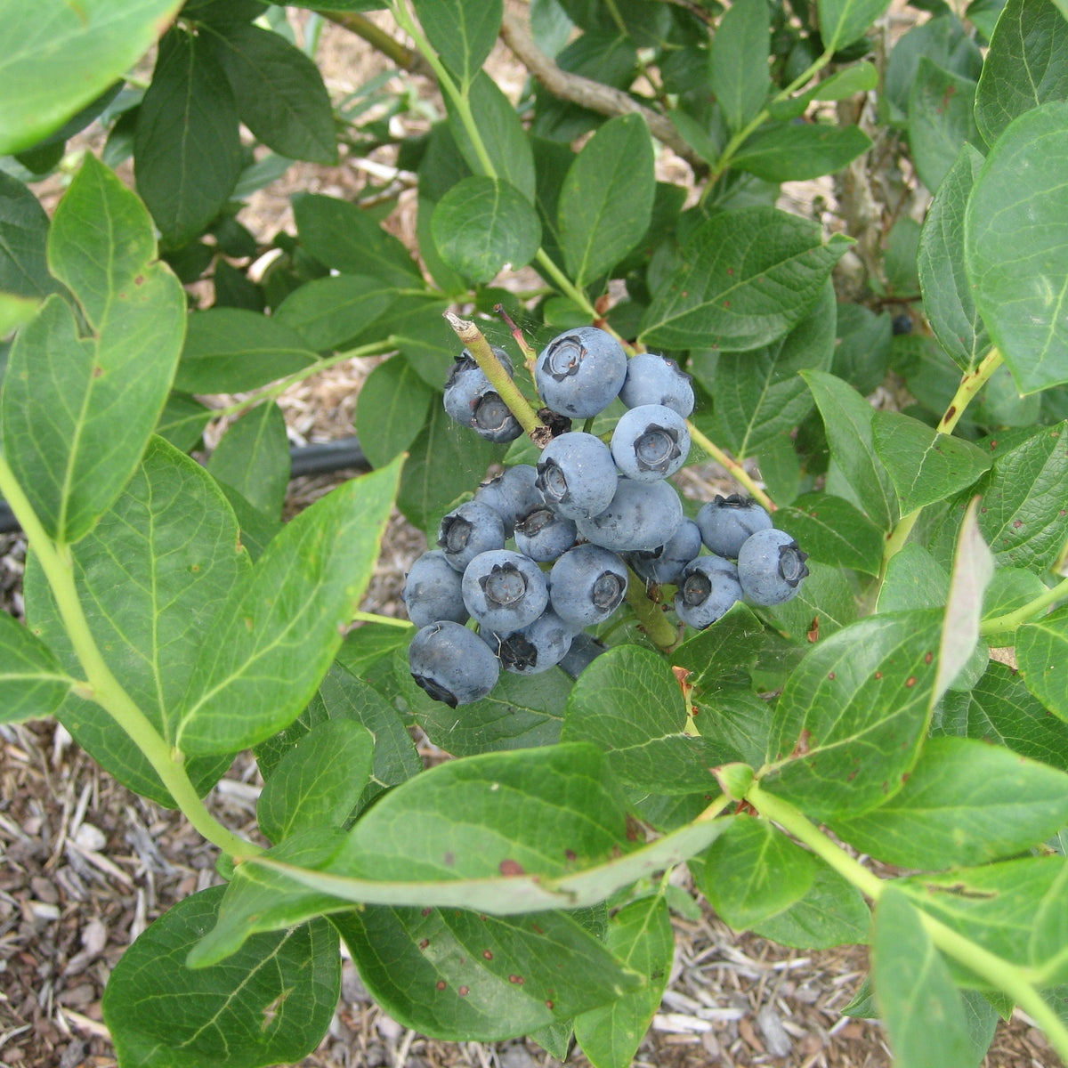 Blueberry Plants for Sale Enhance Your Garden and Enjoy Delicious, N