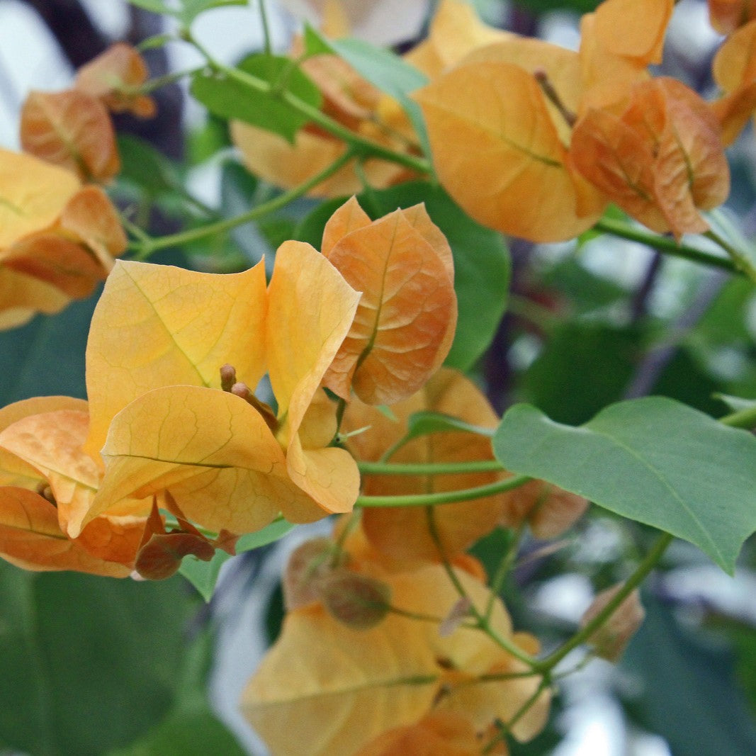 Bougainvillea