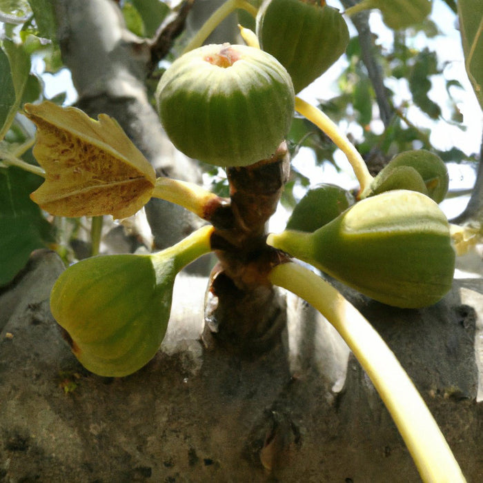 पूना अंजीर का पौधा (फिकस कैरिका) खरीदें - बिक्री के लिए ताजा और स्वस्थ अंजीर के पेड़