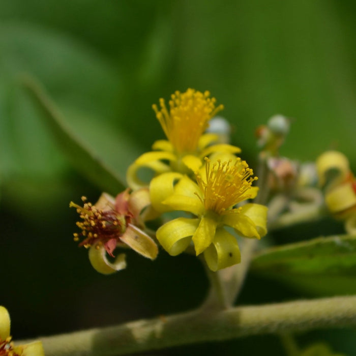 उच्च गुणवत्ता वाले ग्रेविया एशियाटिका और फालसा के पौधे आज ही ऑनलाइन खरीदें!