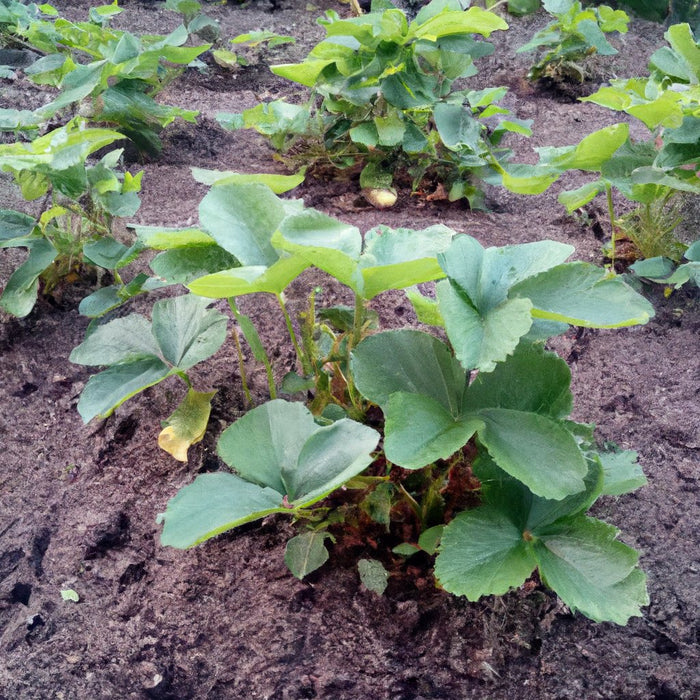 Buy Healthy and Productive Garden Strawberry Plant (Fragaria × ananassa)