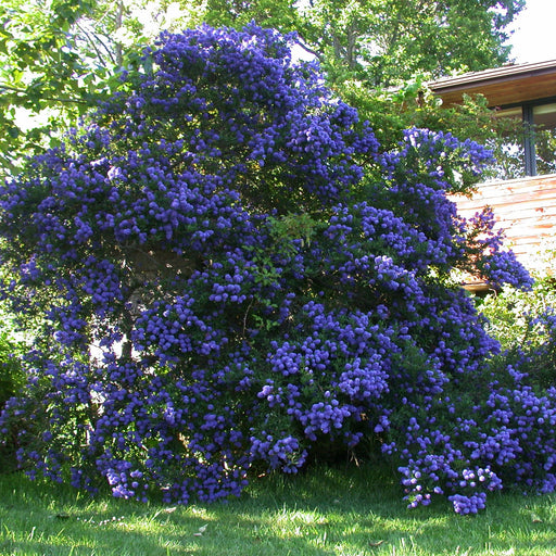 California Lilacs