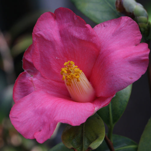 Camellia species