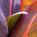 Canna Red Variegated