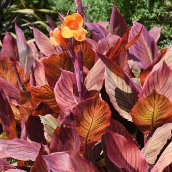 Canna red leaves