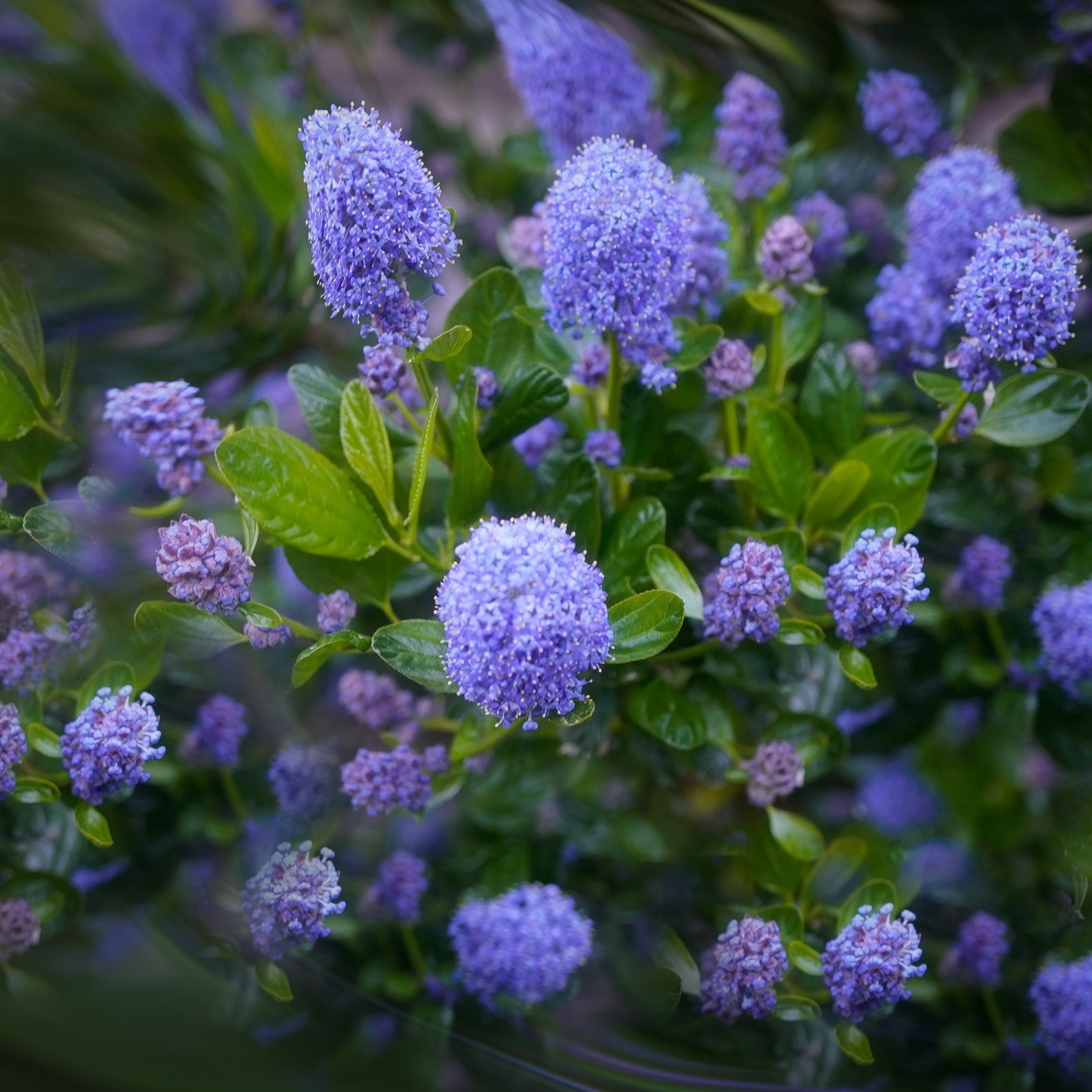 California Dreaming Vibrant Ceanothus (California Lilacs) Plants for