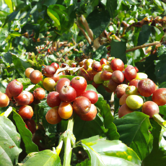 विदेशी और स्वादिष्ट | कॉफ़ी बीन अरेबियन (कॉफ़ी अरेबिका) लाइव ट्री बिक्री के लिए