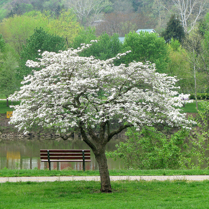 Cornus tree