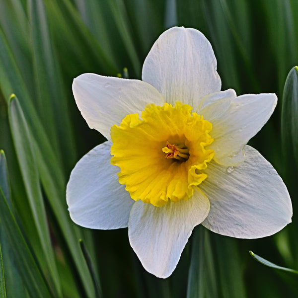 Premium Daffodil Bulbs Narcissus Spp