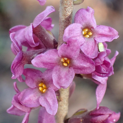 Daphne mezereum