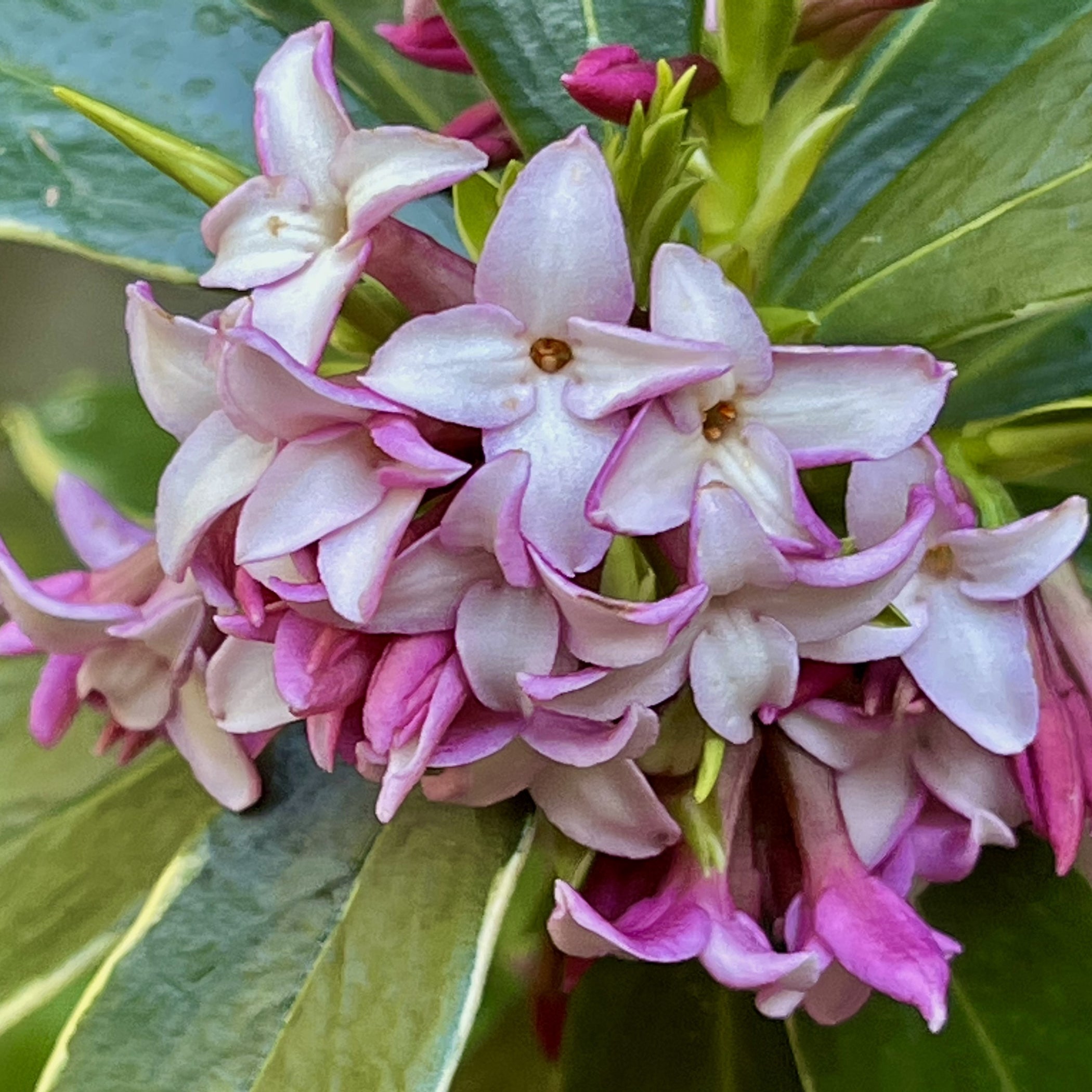 Enchanting Daphne Plants Fragrant Blooms for Your Garden Oasis Now