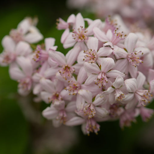 Deutzia plant