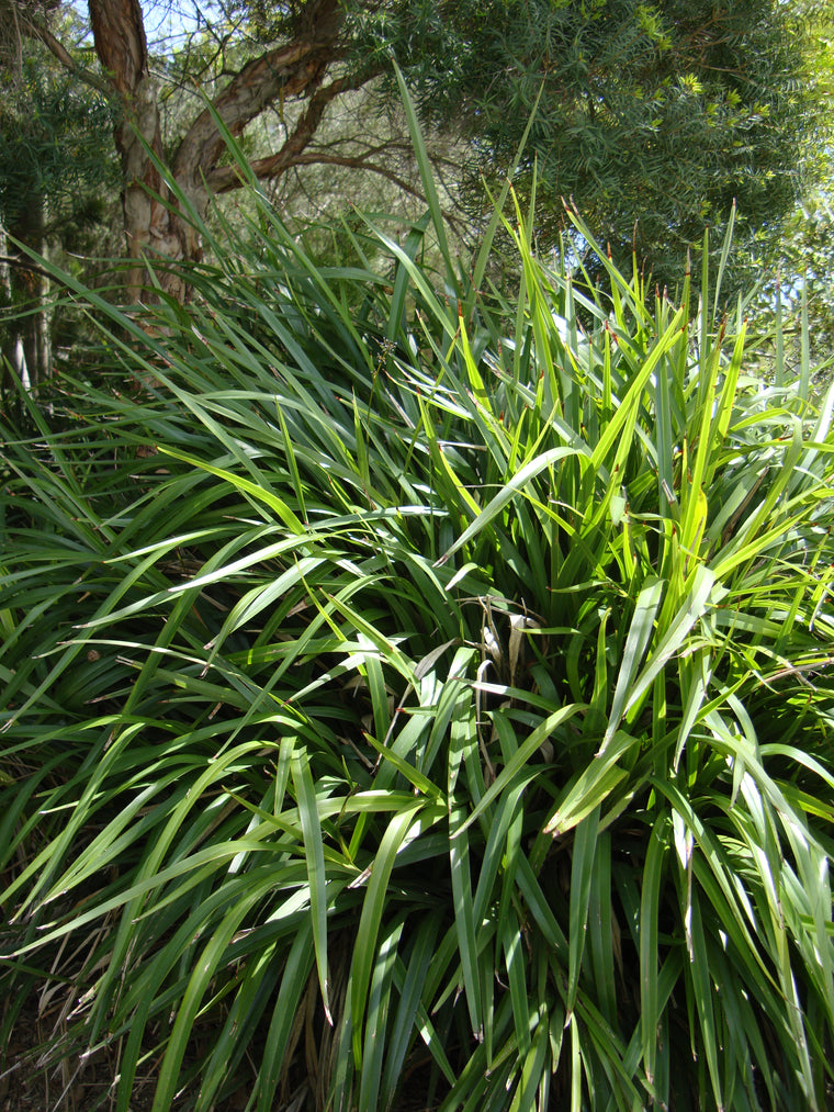 Bamboos, Grasses & Grass like plants