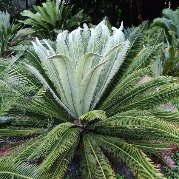 Beautiful Dioon merolae Plant - Add a Tropical Touch to Your Home 