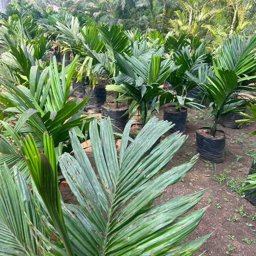      Dwarf Areca Nut