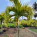 Dwarf Royal Palm