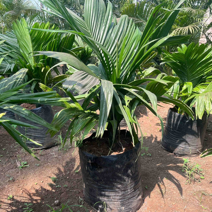    Dwarf Supari Palm