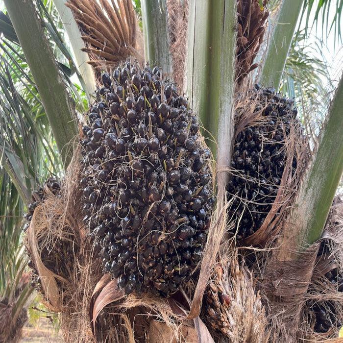 Crysalis Palm Kernel (Elaeis Guineensis) Oil - 0.51 Fl Oz (15ml)